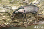 ground beetle (Poecilus cupreus)