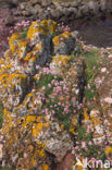 Lichen