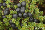 Black Crowberry (Empetrum nigrum)