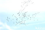 Common Crane (Grus grus)