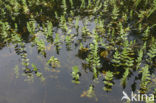 Kruipend moerasscherm (Apium repens) 