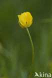 Kruipende boterbloem (Ranunculus repens)