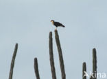 Kuifcaracara (Caracara plancus)