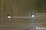 Tufted Duck (Aythya fuligula)