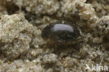 Laccobius minutus