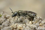 Langkopsmaragdgroefbij (Lasioglossum morio)