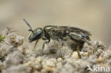 Brassy Mining Bee (Lasioglossum morio)