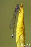 Blue-tailed Damselfly (Ischnura elegans)