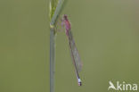 Blue-tailed Damselfly (Ischnura elegans)