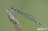 Blue-tailed Damselfly (Ischnura elegans)