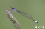 Lantaarntje (Ischnura elegans)