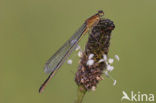 Blue-tailed Damselfly (Ischnura elegans)