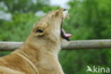 Lion (Panthera leo) 