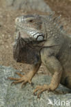 iguana (Iguana spec.)