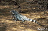 leguaan (Iguana spec.)