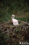 Eurasian Spoonbill (Platalea leucorodia)