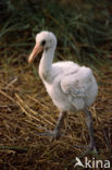 Eurasian Spoonbill (Platalea leucorodia)