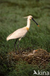 Eurasian Spoonbill (Platalea leucorodia)