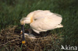 Eurasian Spoonbill (Platalea leucorodia)