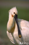 Eurasian Spoonbill (Platalea leucorodia)