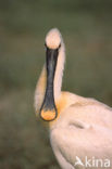 Eurasian Spoonbill (Platalea leucorodia)