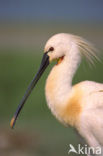 Eurasian Spoonbill (Platalea leucorodia)