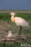 Eurasian Spoonbill (Platalea leucorodia)