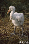 Eurasian Spoonbill (Platalea leucorodia)