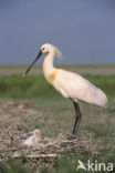 Eurasian Spoonbill (Platalea leucorodia)