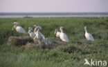 Lepelaar (Platalea leucorodia)