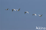 Eurasian Spoonbill (Platalea leucorodia)
