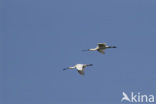 Eurasian Spoonbill (Platalea leucorodia)