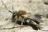 Andrena mitis