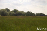 Lieversche Diep