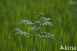 Lijsterbes (Sorbus)