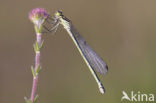 Irish Damselfly (Coenagrion lunulatum)