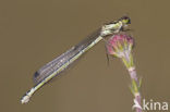 Irish Damselfly (Coenagrion lunulatum)