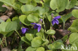 Maarts viooltje (Viola odorata)