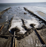 Maasvlakte