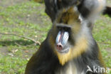 Mandrill (Mandrillus sphinx) 