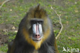 Mandrill (Mandrillus sphinx) 