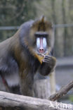 Mandrill (Mandrillus sphinx) 