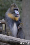 Mandril (Mandrillus sphinx) 