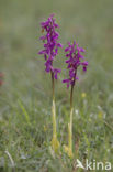 Mannetjesorchis (Orchis mascula) 