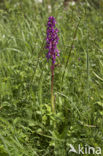 Mannetjesorchis (Orchis mascula) 