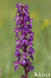 Mannetjesorchis (Orchis mascula) 