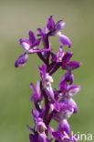 Mannetjesorchis (Orchis mascula) 