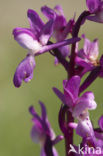 Mannetjesorchis (Orchis mascula) 