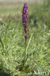 Mannetjesorchis (Orchis mascula) 