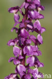 Mannetjesorchis (Orchis mascula) 